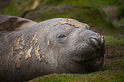 Picture 'Ant1_1_00843 Elephant Seal, Mirounga leonina, Southern Elephant Seal, Antarctica and sub-Antarctic islands, South Georgia, Jason Harbour'